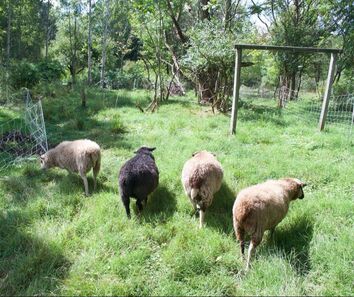 four shetland sheep grazing