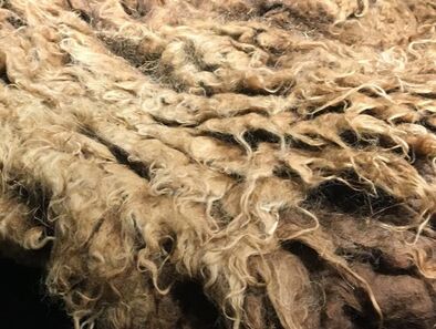 whole shetland fleece, moorit color